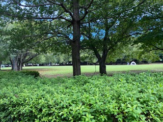 立沢公園の芝生広場