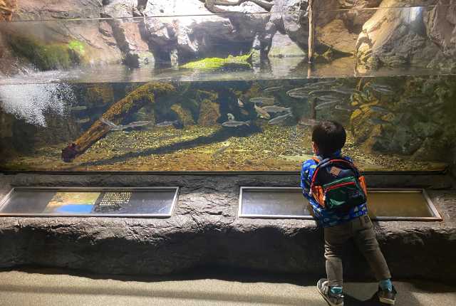 【鴨川シーワールド】水槽をのぞく次男